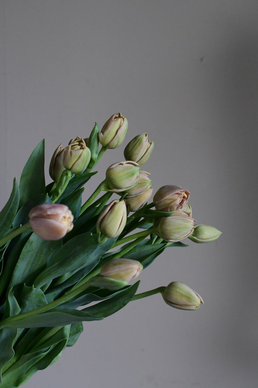 移ろう春　「旬」を愛でる　　タキフルリストがご提案するおしゃれな春のお花