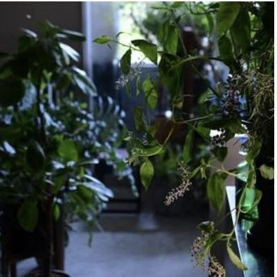 季節の花々と空間のスタイリング