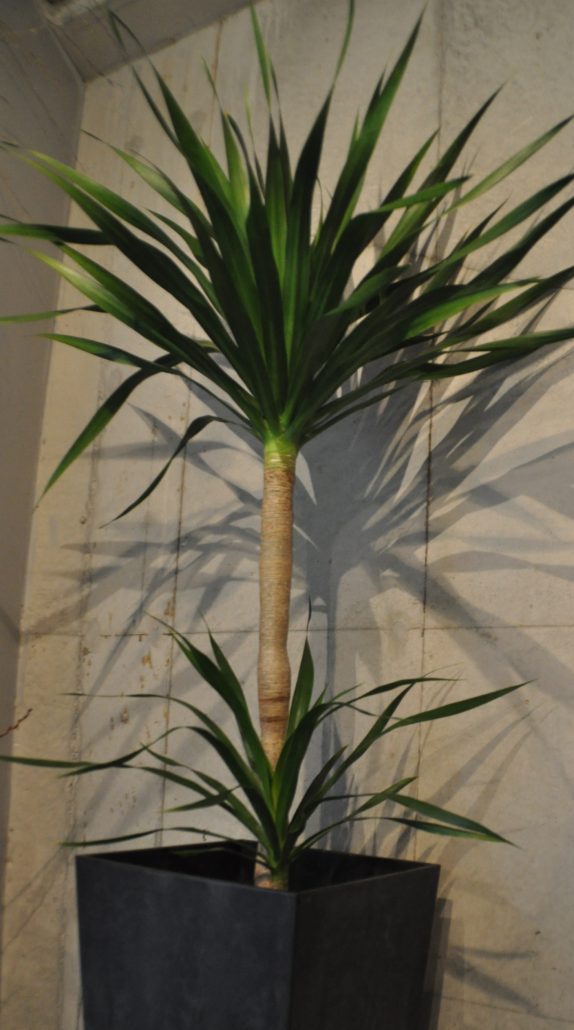 Green 観葉植物76 ドラセナ ドラコ Takifleuriste